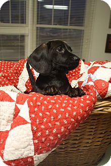Dachshund Mix Puppy for Sale in Marietta, Georgia - Frank Dachshund Mix Puppy for Sale in Marietta, Georgia - Frank