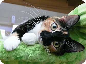 Domestic Shorthair Cat for Sale in Chula Vista, California - Claudette Domestic Shorthair Cat for Sale in Chula Vista, California - Claudette