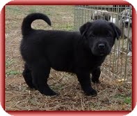 Labrador Retriever/Bearded Collie Mix Puppy for Sale in Allentown, Pennsylvania - Lassie Bear Labrador Retriever/Bearded Collie Mix Puppy for Sale in Allentown, Pennsylvania - Lassie Bear