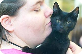Domestic Shorthair Kitten for Sale in New York, New York - Cookie and George Domestic Shorthair Kitten for Sale in New York, New York - Cookie and George