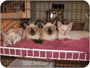 Siamese Cat for Sale in Ft. Lauderdale, Florida - Cleopatra Siamese Cat for Sale in Ft. Lauderdale, Florida - Cleopatra
