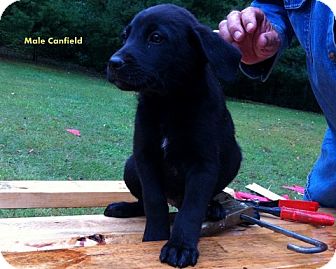 Retriever (Unknown Type) Mix Puppy for Sale in Danbury, Connecticut - Canfield aka Beau Retriever (Unknown Type) Mix Puppy for Sale in Danbury, Connecticut - Canfield aka Beau