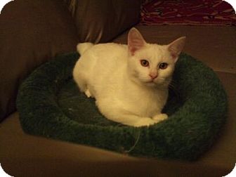 Domestic Shorthair Kitten for Sale in Modesto, California - Tindra Domestic Shorthair Kitten for Sale in Modesto, California - Tindra