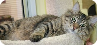 Domestic Longhair Cat for Sale in Edmonton, Alberta - Checkers Domestic Longhair Cat for Sale in Edmonton, Alberta - Checkers