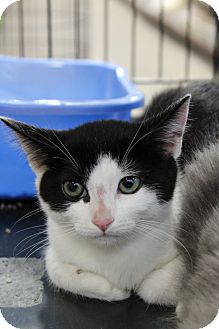 Domestic Shorthair Kitten for Sale in santa monica, California - Penelope Domestic Shorthair Kitten for Sale in santa monica, California - Penelope