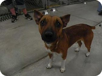 Terrier (Unknown Type, Small) Mix Dog for Sale in Buffalo, Wyoming - Spike Terrier (Unknown Type, Small) Mix Dog for Sale in Buffalo, Wyoming - Spike