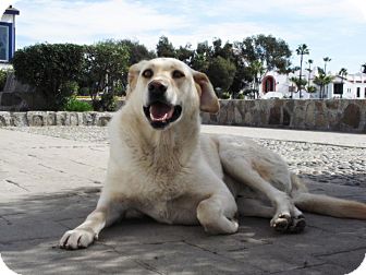 Labrador Retriever Dog for Sale in San Diego, California - CHARMIN Labrador Retriever Dog for Sale in San Diego, California - CHARMIN