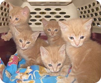 Maine Coon Kitten for Sale in Dallas area, Texas - Cashew Maine Coon Kitten for Sale in Dallas area, Texas - Cashew