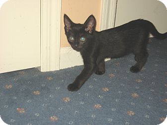 Domestic Shorthair Kitten for Sale in Hamilton, New Jersey - LICORICE Domestic Shorthair Kitten for Sale in Hamilton, New Jersey - LICORICE