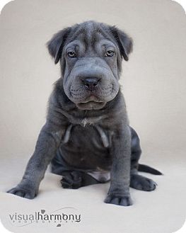 Shar Pei/Labrador Retriever Mix Puppy for Sale in Phoenix, Arizona - Hercules Shar Pei/Labrador Retriever Mix Puppy for Sale in Phoenix, Arizona - Hercules