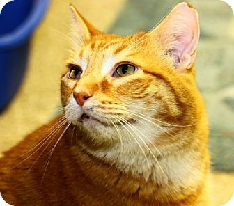 Domestic Shorthair Cat for Sale in Lombard, Illinois - Tom Tom Domestic Shorthair Cat for Sale in Lombard, Illinois - Tom Tom