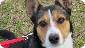 Australian Shepherd/Border Collie Mix Dog for Sale in Scottsdale, Arizona - Sadie Brown Australian Shepherd/Border Collie Mix Dog for Sale in Scottsdale, Arizona - Sadie Brown
