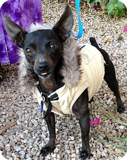Miniature Pinscher/Chihuahua Mix Dog for Sale in Chandler, Arizona - Wally Miniature Pinscher/Chihuahua Mix Dog for Sale in Chandler, Arizona - Wally