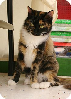 Calico Kitten for Sale in Fountain Hills, Arizona - FIONA Calico Kitten for Sale in Fountain Hills, Arizona - FIONA