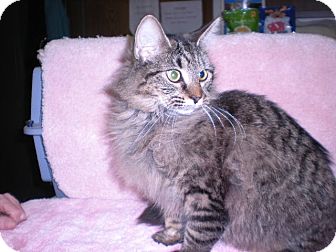 Maine Coon Cat for Sale in New Castle, Pennsylvania - Maine Coon Cat for Sale in New Castle, Pennsylvania -
