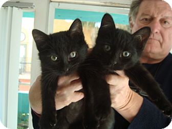 Domestic Shorthair Kitten for Sale in santa monica, California - collette Domestic Shorthair Kitten for Sale in santa monica, California - collette