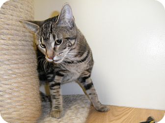 Domestic Shorthair Cat for Sale in Milwaukee, Wisconsin - Jassi Domestic Shorthair Cat for Sale in Milwaukee, Wisconsin - Jassi