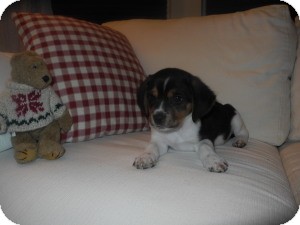 Beagle Puppy for Sale in Marlton, New Jersey - Baby Jessie Beagle Puppy for Sale in Marlton, New Jersey - Baby Jessie