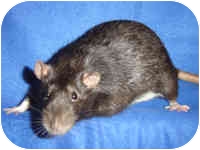 Rat for Sale in Winner, South Dakota - Shadow Rat for Sale in Winner, South Dakota - Shadow