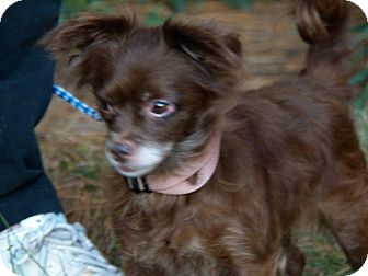 Chihuahua Dog for Sale in Sussex, New Jersey - Bella 7 lbs Chihuahua Dog for Sale in Sussex, New Jersey - Bella 7 lbs
