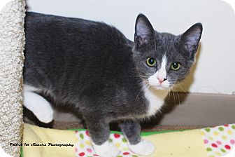 Domestic Shorthair Kitten for Sale in Lincoln, Nebraska - Filbert Domestic Shorthair Kitten for Sale in Lincoln, Nebraska - Filbert