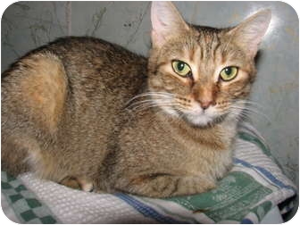 Domestic Shorthair Cat for Sale in Oxford, New York - Josie Domestic Shorthair Cat for Sale in Oxford, New York - Josie