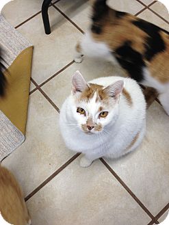 Domestic Shorthair Cat for Sale in Chippewa Falls, Wisconsin - Carmen Domestic Shorthair Cat for Sale in Chippewa Falls, Wisconsin - Carmen
