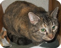 Domestic Shorthair Cat for Sale in Shelton, Washington - Tiger Domestic Shorthair Cat for Sale in Shelton, Washington - Tiger