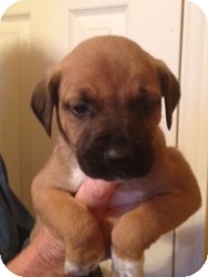 Jack Russell Terrier/Beagle Mix Puppy for Sale in Marlton, New Jersey - Guinness Jack Russell Terrier/Beagle Mix Puppy for Sale in Marlton, New Jersey - Guinness
