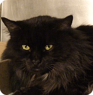 Domestic Longhair Cat for Sale in El Cajon, California - Wanda Domestic Longhair Cat for Sale in El Cajon, California - Wanda