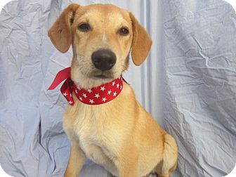 Labrador Retriever/Beagle Mix Puppy for Sale in San Diego, California - KIKO Labrador Retriever/Beagle Mix Puppy for Sale in San Diego, California - KIKO
