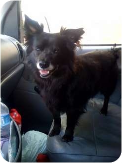 Pomeranian/Terrier (Unknown Type, Medium) Mix Dog for Sale in Fowler, California - Baby Pomeranian/Terrier (Unknown Type, Medium) Mix Dog for Sale in Fowler, California - Baby