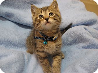 Domestic Shorthair Kitten for Sale in Eagan, Minnesota - Jingle Domestic Shorthair Kitten for Sale in Eagan, Minnesota - Jingle