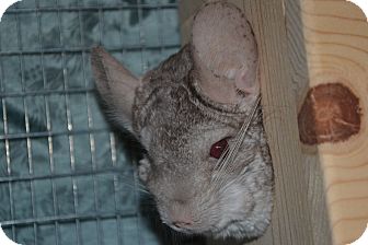 Chinchilla for Sale in Selden, New York - Temperance Chinchilla for Sale in Selden, New York - Temperance