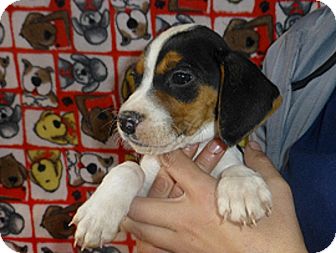 Beagle Mix Puppy for Sale in Oviedo, Florida - Jack Beagle Mix Puppy for Sale in Oviedo, Florida - Jack