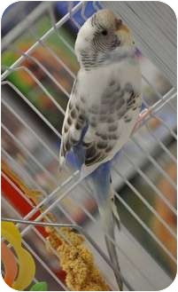 Budgie for Sale in Shawnee Mission, Kansas - Claus Budgie for Sale in Shawnee Mission, Kansas - Claus