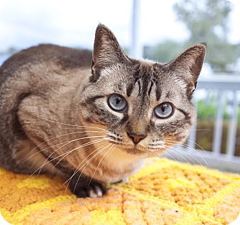 Domestic Shorthair Cat for Sale in Chesapeake, Virginia - Iris Domestic Shorthair Cat for Sale in Chesapeake, Virginia - Iris