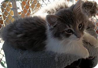 Domestic Longhair Kitten for Sale in Acme, Pennsylvania - Big Boy Domestic Longhair Kitten for Sale in Acme, Pennsylvania - Big Boy