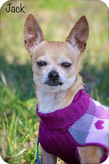 Chihuahua Mix Dog for Sale in Wilmington, Delaware - Jack Chihuahua Mix Dog for Sale in Wilmington, Delaware - Jack