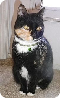 Domestic Shorthair Cat for Sale in St. Louis, Missouri - Tina Domestic Shorthair Cat for Sale in St. Louis, Missouri - Tina