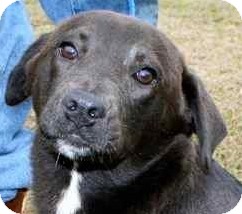 Labrador Retriever/Border Collie Mix Puppy for Sale in Gainesville, Florida - Cinderella Labrador Retriever/Border Collie Mix Puppy for Sale in Gainesville, Florida - Cinderella