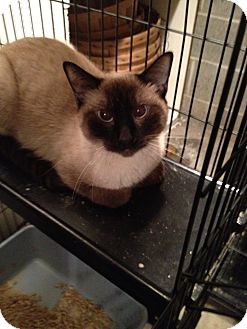 Siamese Cat for Sale in Wenatchee, Washington - Hop Siamese Cat for Sale in Wenatchee, Washington - Hop