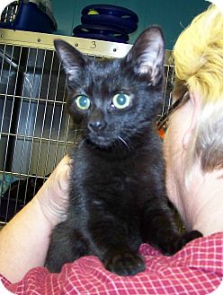 Domestic Shorthair Kitten for Sale in Dover, Ohio - Molly Domestic Shorthair Kitten for Sale in Dover, Ohio - Molly