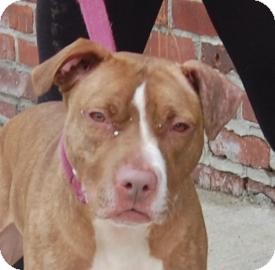 American Pit Bull Terrier Mix Dog for Sale in Brooklyn, New York - Melissa American Pit Bull Terrier Mix Dog for Sale in Brooklyn, New York - Melissa