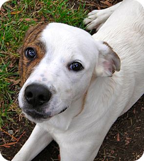 Terrier (Unknown Type, Medium) Mix Dog for Sale in El Cajon, California - Ozzy Terrier (Unknown Type, Medium) Mix Dog for Sale in El Cajon, California - Ozzy