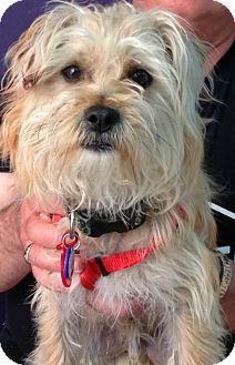 Yorkie, Yorkshire Terrier/Maltese Mix Dog for Sale in Thousand Oaks, California - Tony Yorkie, Yorkshire Terrier/Maltese Mix Dog for Sale in Thousand Oaks, California - Tony