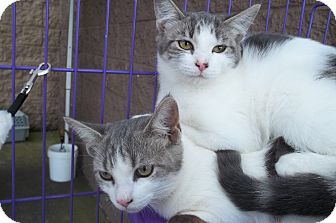 Domestic Shorthair Cat for Sale in Acme, Pennsylvania - Sydney Domestic Shorthair Cat for Sale in Acme, Pennsylvania - Sydney