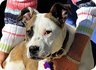 Shepherd (Unknown Type)/American Bulldog Mix Dog for Sale in Phoenix, Arizona - CANDY Shepherd (Unknown Type)/American Bulldog Mix Dog for Sale in Phoenix, Arizona - CANDY