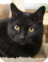 Domestic Shorthair Cat for Sale in Medford, Massachusetts - Blacky Domestic Shorthair Cat for Sale in Medford, Massachusetts - Blacky