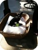 Terrier (Unknown Type, Small) Mix Puppy for Sale in Modesto, California - Dallas Terrier (Unknown Type, Small) Mix Puppy for Sale in Modesto, California - Dallas